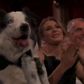 Messi the dog at the 2024 Oscars.ABC