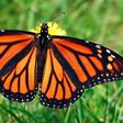 Butterflies are becoming scarce in our backyard [National Geographic]