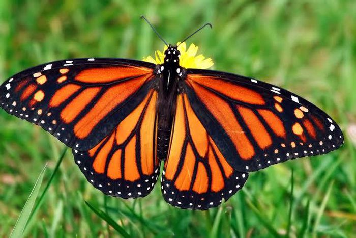 Butterflies are becoming scarce in our backyard [National Geographic]