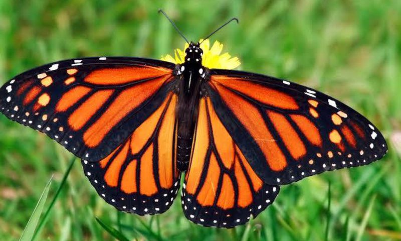 Butterflies are becoming scarce in our backyard [National Geographic]