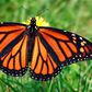 Butterflies are becoming scarce in our backyard [National Geographic]