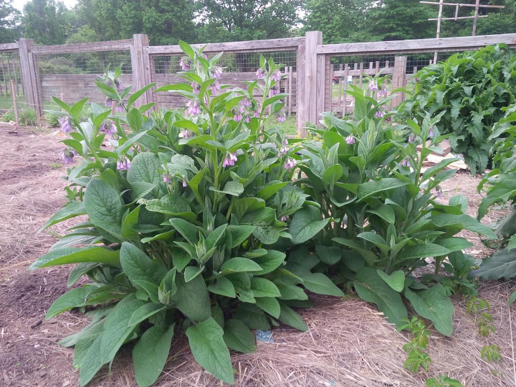 Comfrey [Adviicefromtheherblady]