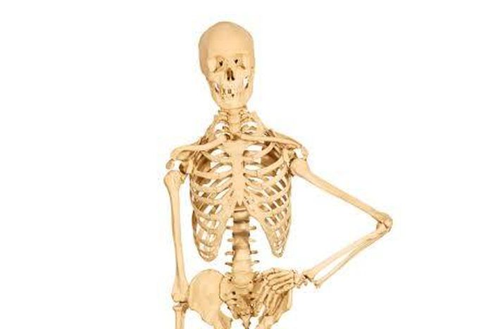 Amazing facts about skeletons [Live Science]