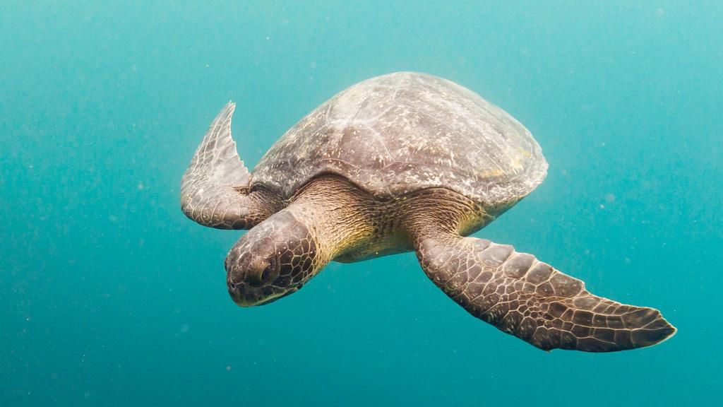 Sea turtle (image used for illustrative purpose) [AP]