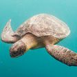 Sea turtle (image used for illustrative purpose) [AP]