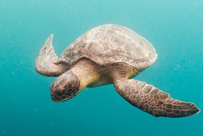Sea turtle (image used for illustrative purpose) [AP]