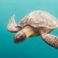 Sea turtle (image used for illustrative purpose) [AP]