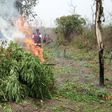 NDLEA destroys 56 hectares of suspected hemp farmland in Ondo [The Eagle Online]