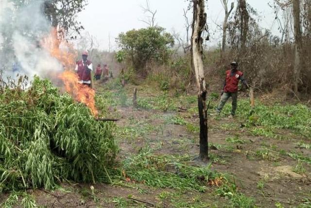 NDLEA destroys 56 hectares of suspected hemp farmland in Ondo [The Eagle Online]