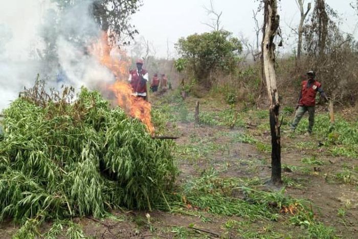 NDLEA destroys 56 hectares of suspected hemp farmland in Ondo [The Eagle Online]