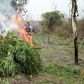 NDLEA destroys 56 hectares of suspected hemp farmland in Ondo [The Eagle Online]