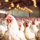 Chicken farm [Adobe Stock]
