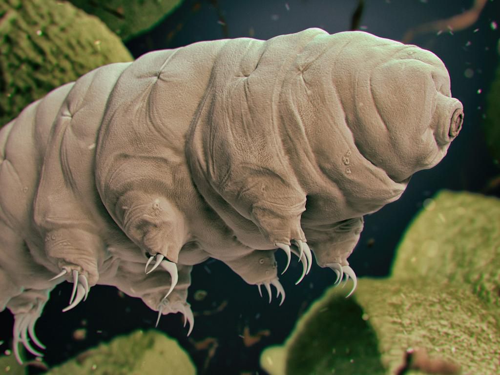 Experts believe that tardigrades would be fine in the event of a supernova or asteroid collision.