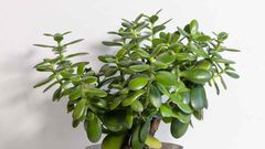 Lucky tree [Nature & Garden]