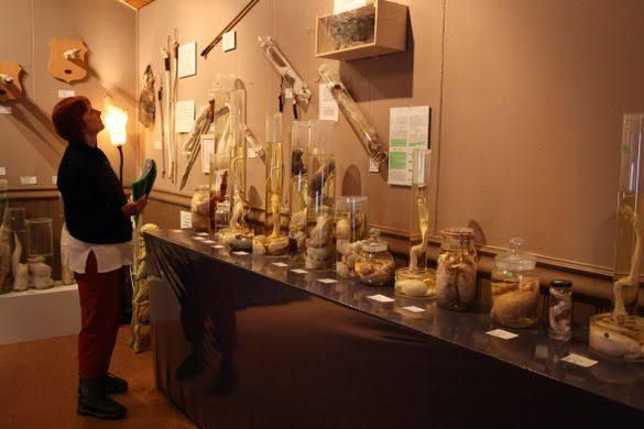 Icelandic Phallological Museum [AtlasObscura]