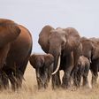Botswana is home to about 130,000 elephants.