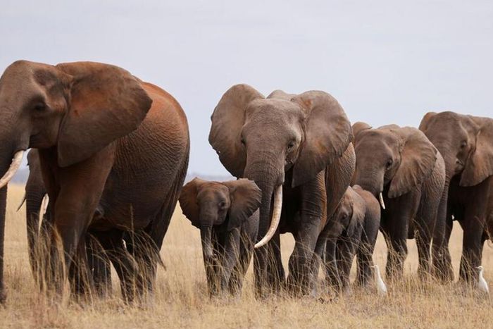 Botswana is home to about 130,000 elephants.