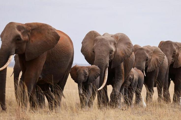 Botswana is home to about 130,000 elephants.