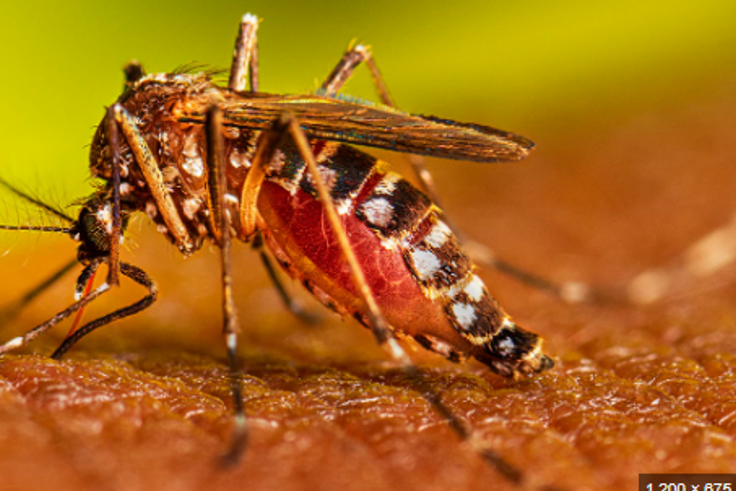 Dengue [CDC]