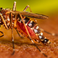 Dengue [CDC]