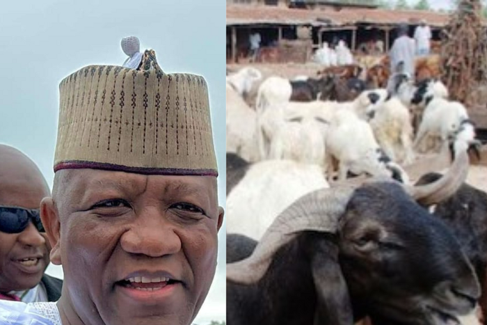 Sen Yari donates 600 cows [Pulse.ng]