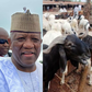 Sen Yari donates 600 cows [Pulse.ng]