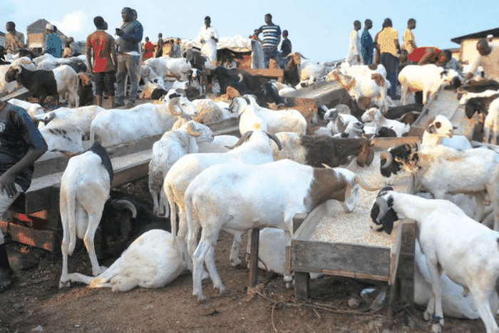 Ram prices skyrocket as Sallah approaches. [TheSun]