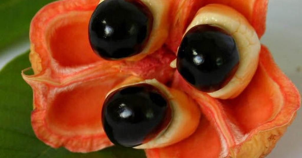 The fruit splits into three parts, revealing large black seeds when ripe [Zdravopedia]