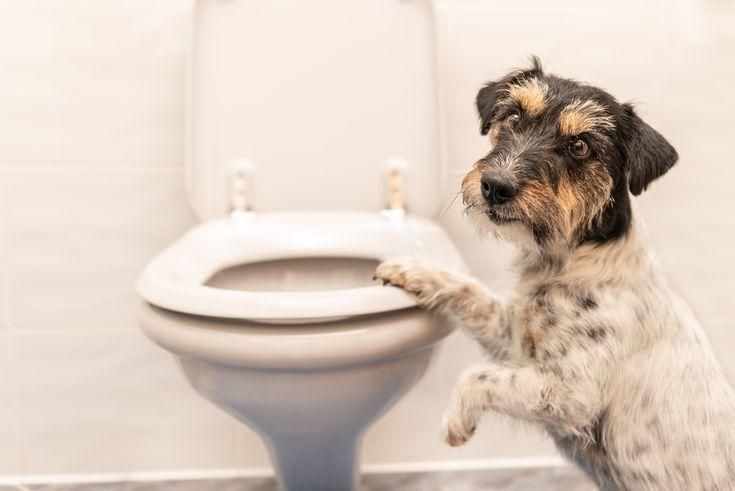 Diarrhoea in dogs can be caused by several factors [Pinterest]
