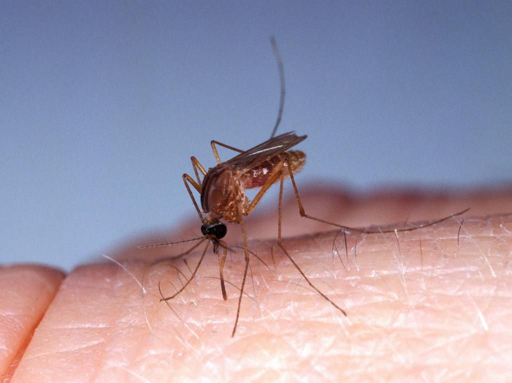 A mosquito bites skin.Slowmotiongli/Getty Images.