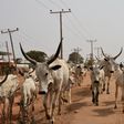 Herdsman sentenced to 6 months in prison for allowing cows to stray into Abuja airport. [Twitter/@afrinewstoday]