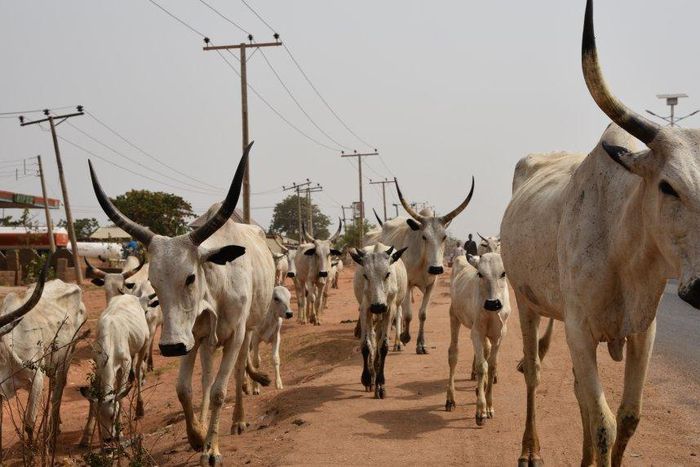 Herdsman sentenced to 6 months in prison for allowing cows to stray into Abuja airport. [Twitter/@afrinewstoday]