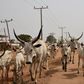 Herdsman sentenced to 6 months in prison for allowing cows to stray into Abuja airport. [Twitter/@afrinewstoday]