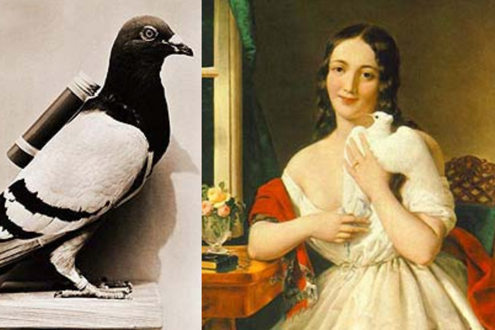 How did birds deliver messages [RadhaKapadia]