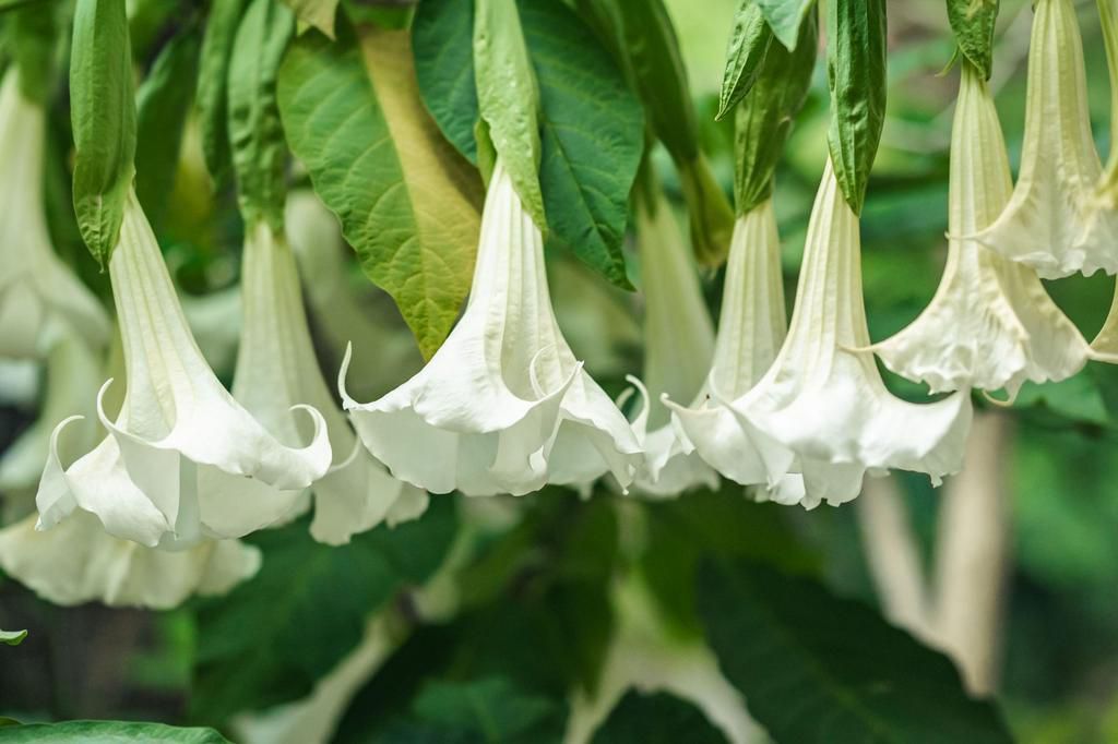 The angel's trumpet [ThePortugalNews]