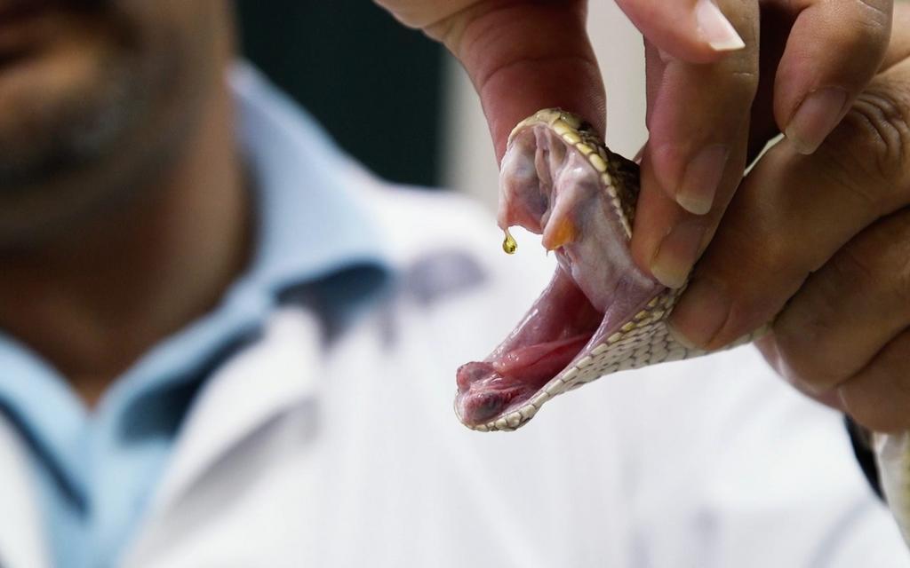 Doctors warn snakebite victims not to bring snakes to hospital for ...
