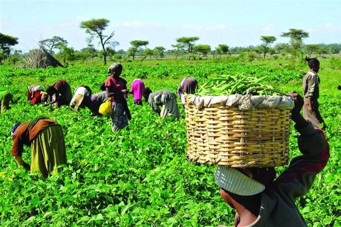 Farmers [Punch Newspapers]