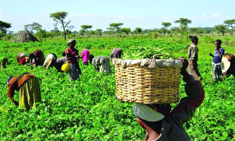 Farmers [Punch Newspapers]