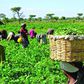Farmers [Punch Newspapers]