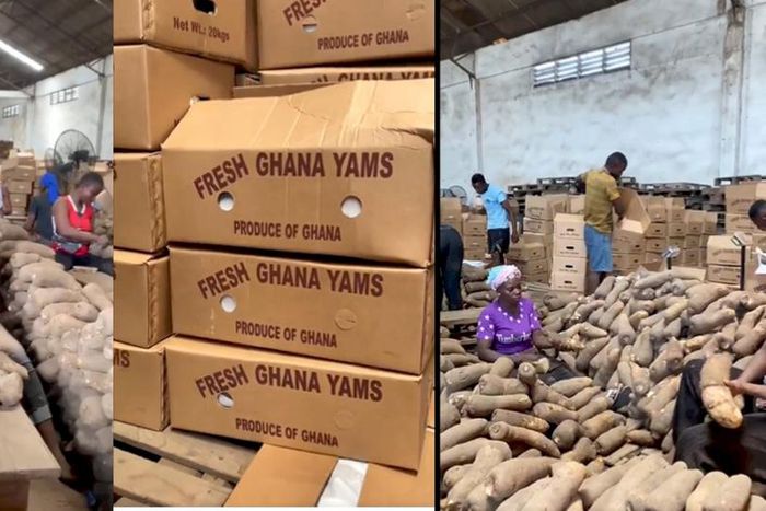 Video of how yam is packaged  for export to other countries warm hearts