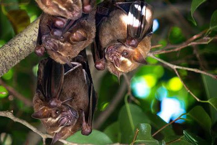 Night's Guardians Unveiled: The enigmatic world of bats