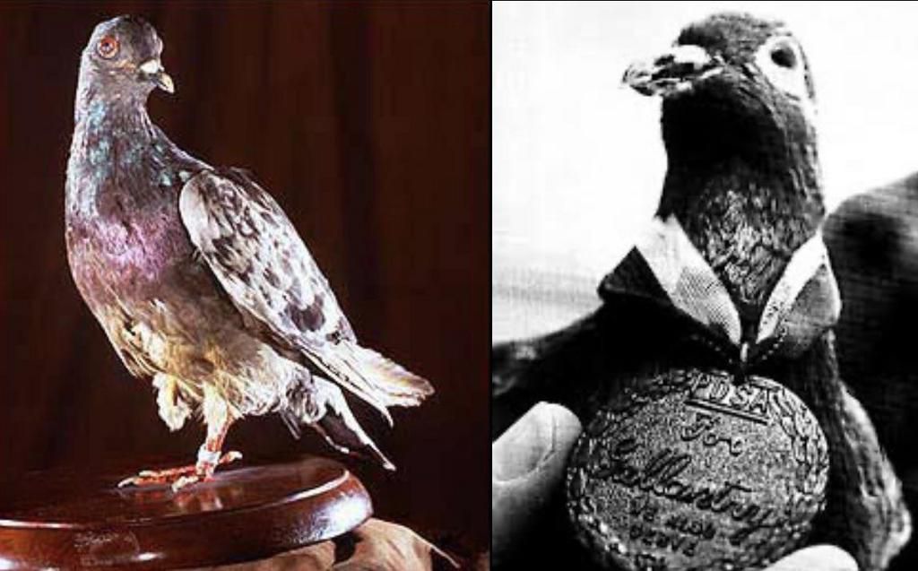 Cher Ami saved nearly 200 soldiers during World War I [Reddit]