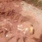 He buried his father in a shallow grave [Sahara Reporters]
