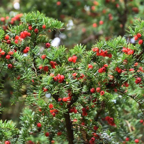 The yew tree [HeeneCemetery]