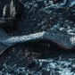 Mermaids may or may not be real [SmokeyMystery]