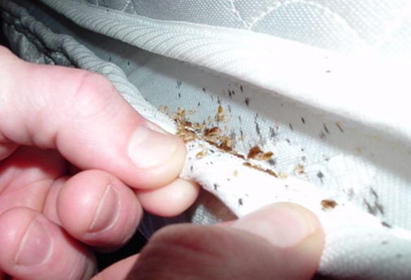 Signs of a bed bug infestation [Safeguardpestcontrol]