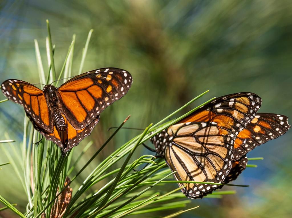 Rather than mourn the fact that I can't spread my wings in an office, I'll channel my extroversion in other ways, like Slacking with my butterfly buddies.Nic Coury/AP Photo