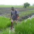Rice farmer in Benue