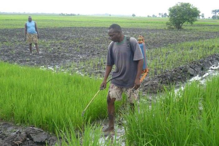 Rice farmer in Benue