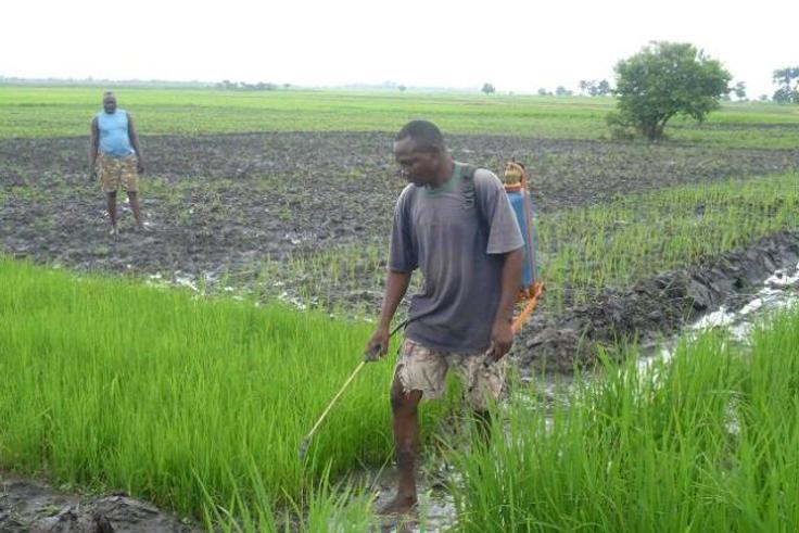 Rice farmer in Benue
